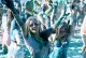 Karklės festivalis kviečia kalėdinio pyrago 