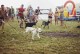 Festivalyje „Galapagai“ - šunų ir jų šeimininkų lenktynės
