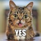 Rokeris Andrew W.K. nusifilmavo beprotiškame klipe kartu su populiariąja katyte Lil Bub (+ 2 video)